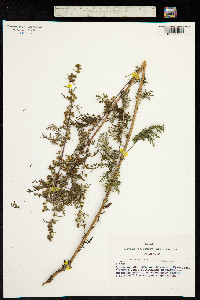Artemisia gmelinii image