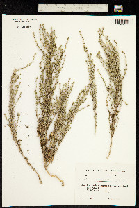 Image of Artemisia gypsacea