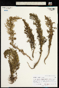 Image of Artemisia hedinii