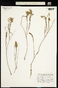 Image of Artemisia herba-alba