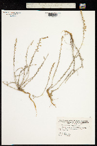 Image of Artemisia hispanica