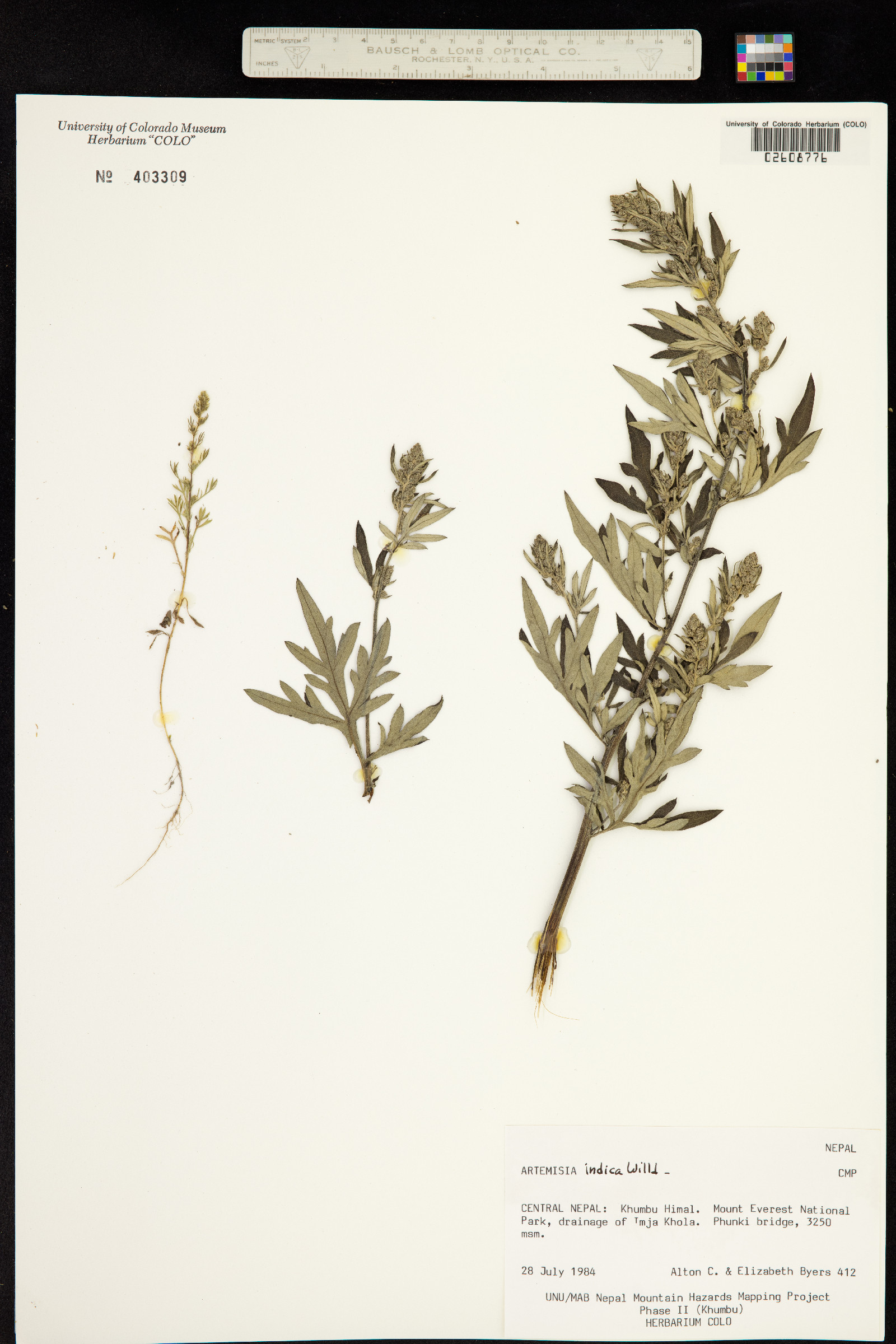 Artemisia indica image