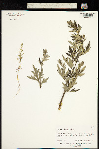 Artemisia indica image