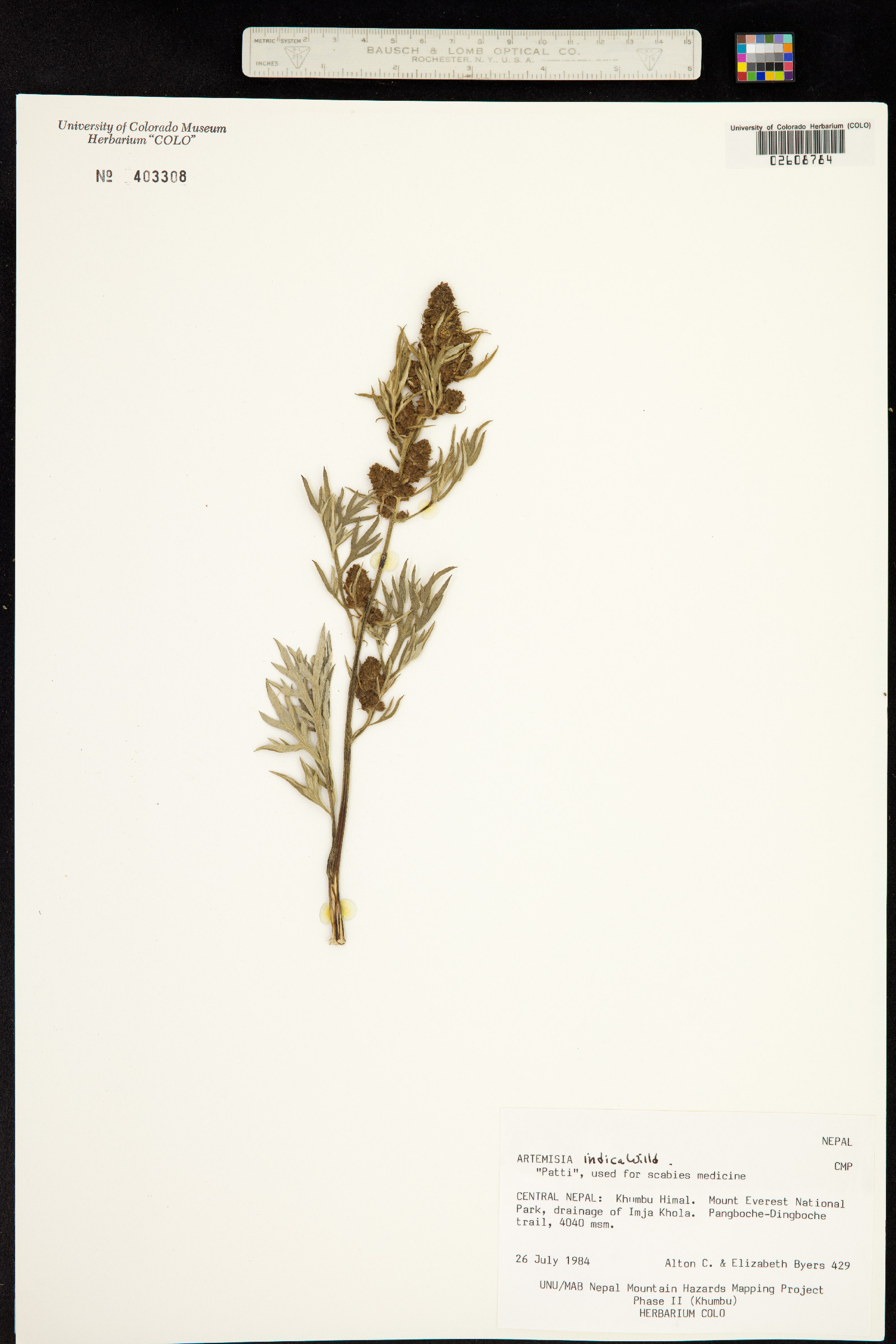 Artemisia indica image