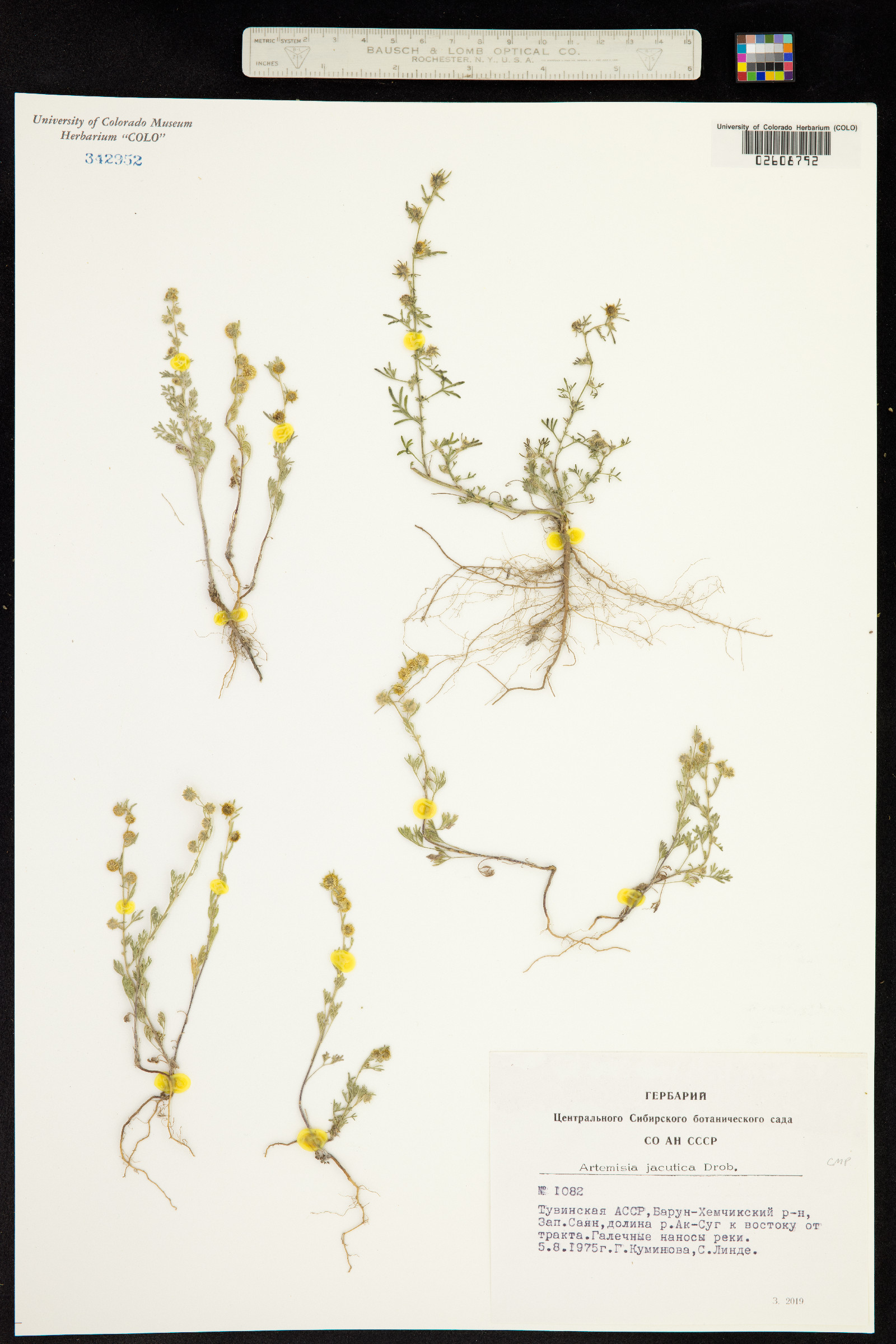 Artemisia jacutica image