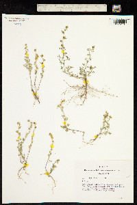 Image of Artemisia jacutica
