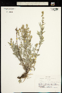 Image of Artemisia leucophylla