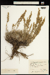 Artemisia lessingiana image