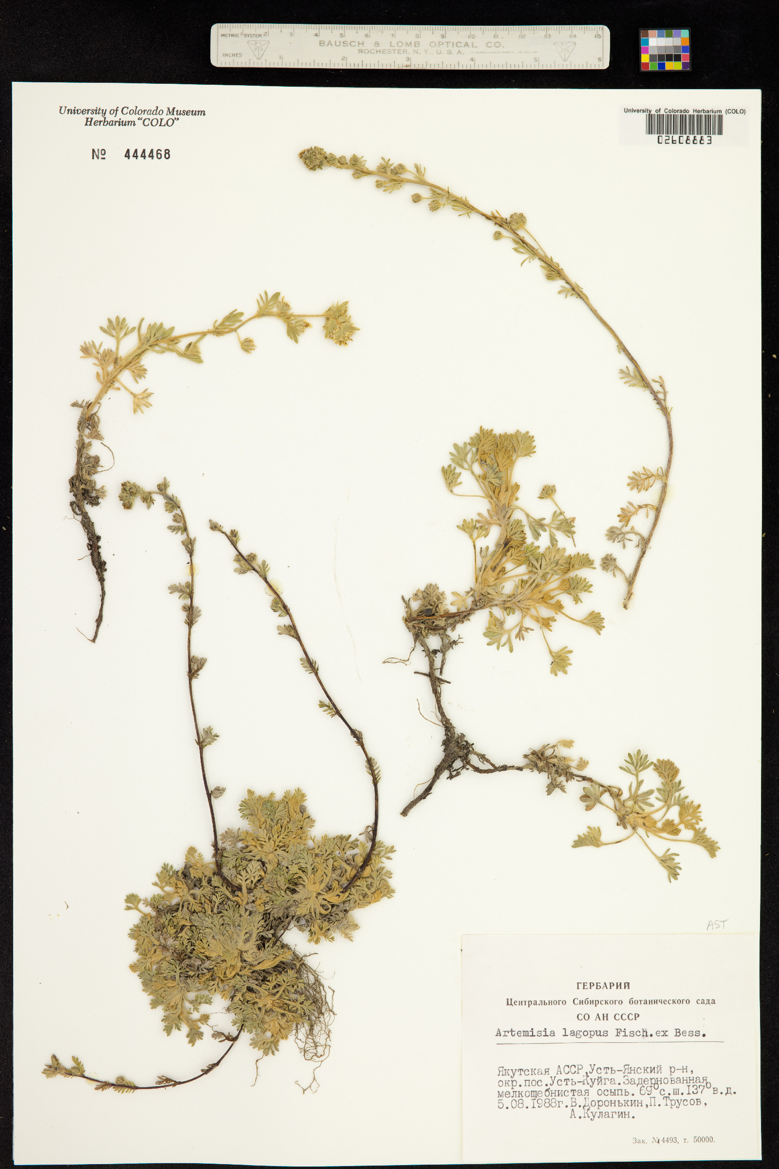 Artemisia lagopus image