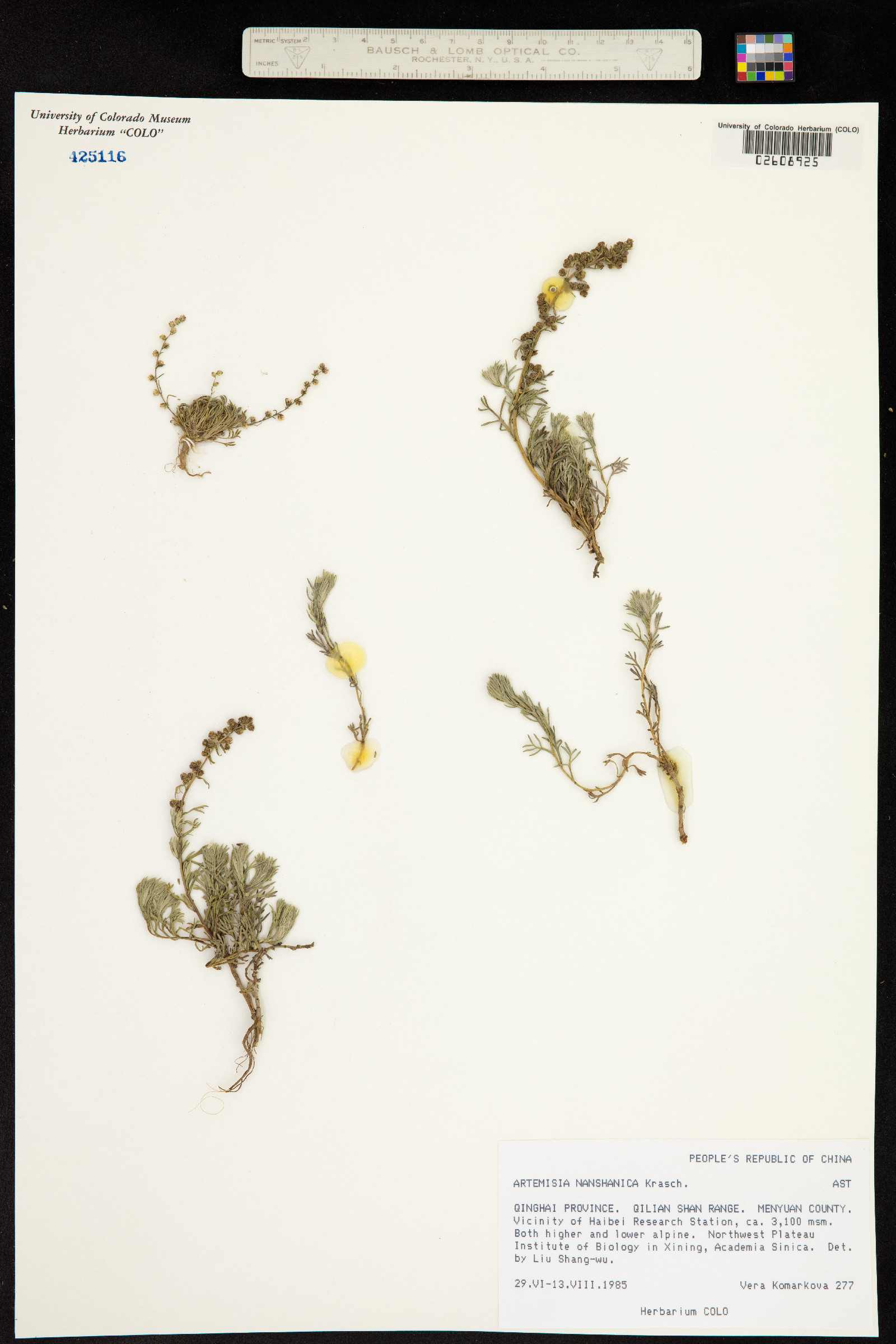 Artemisia nanschanica image