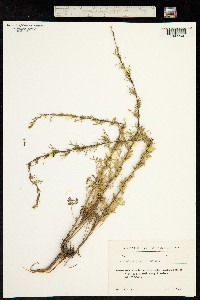 Artemisia persica image