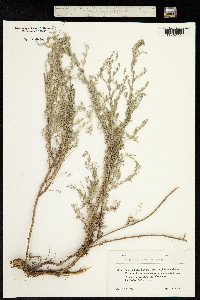 Artemisia persica image