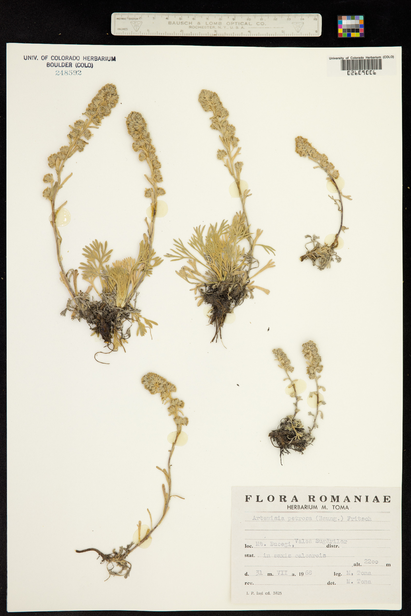 Artemisia umbelliformis subsp. eriantha image