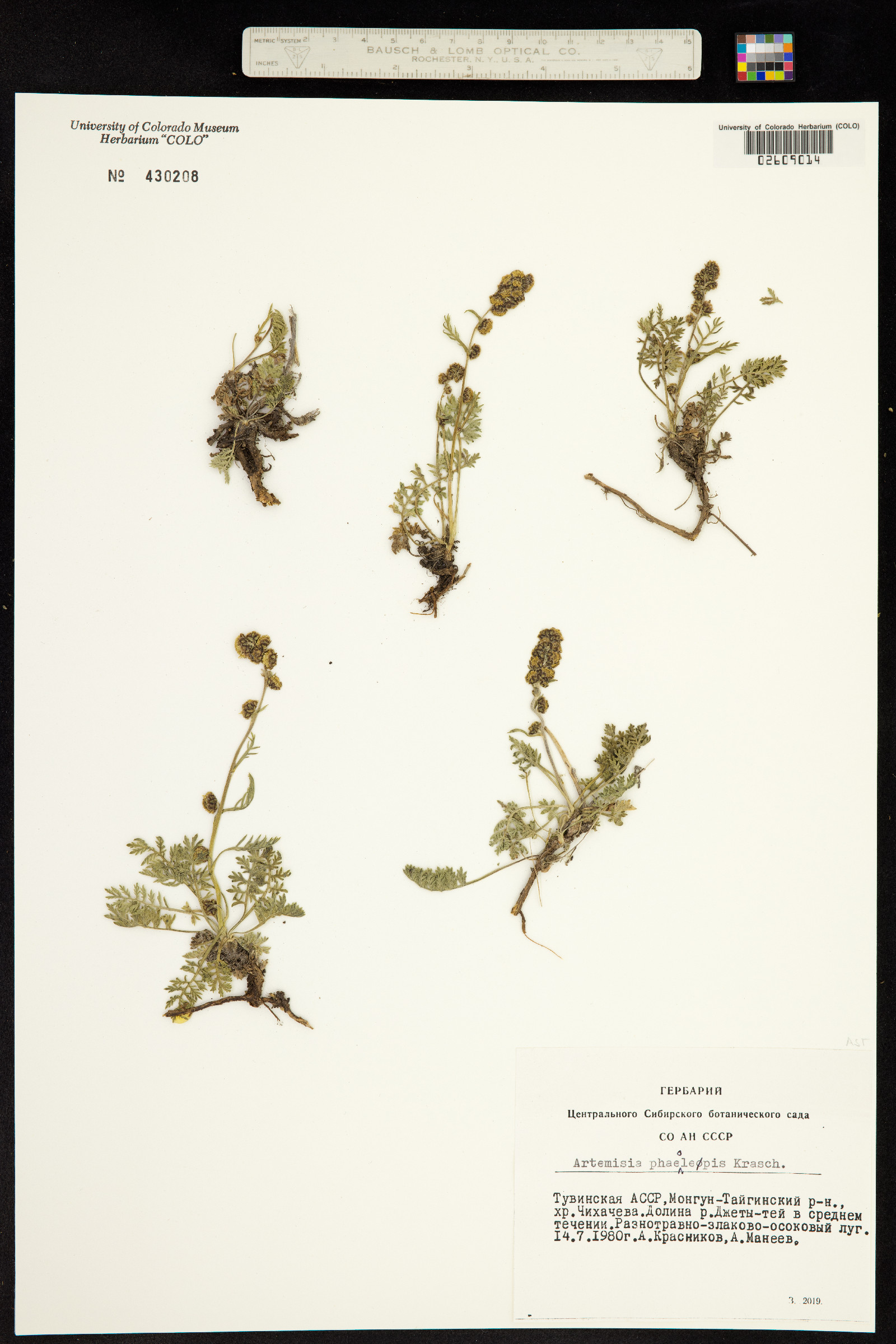 Artemisia phaeolepis image