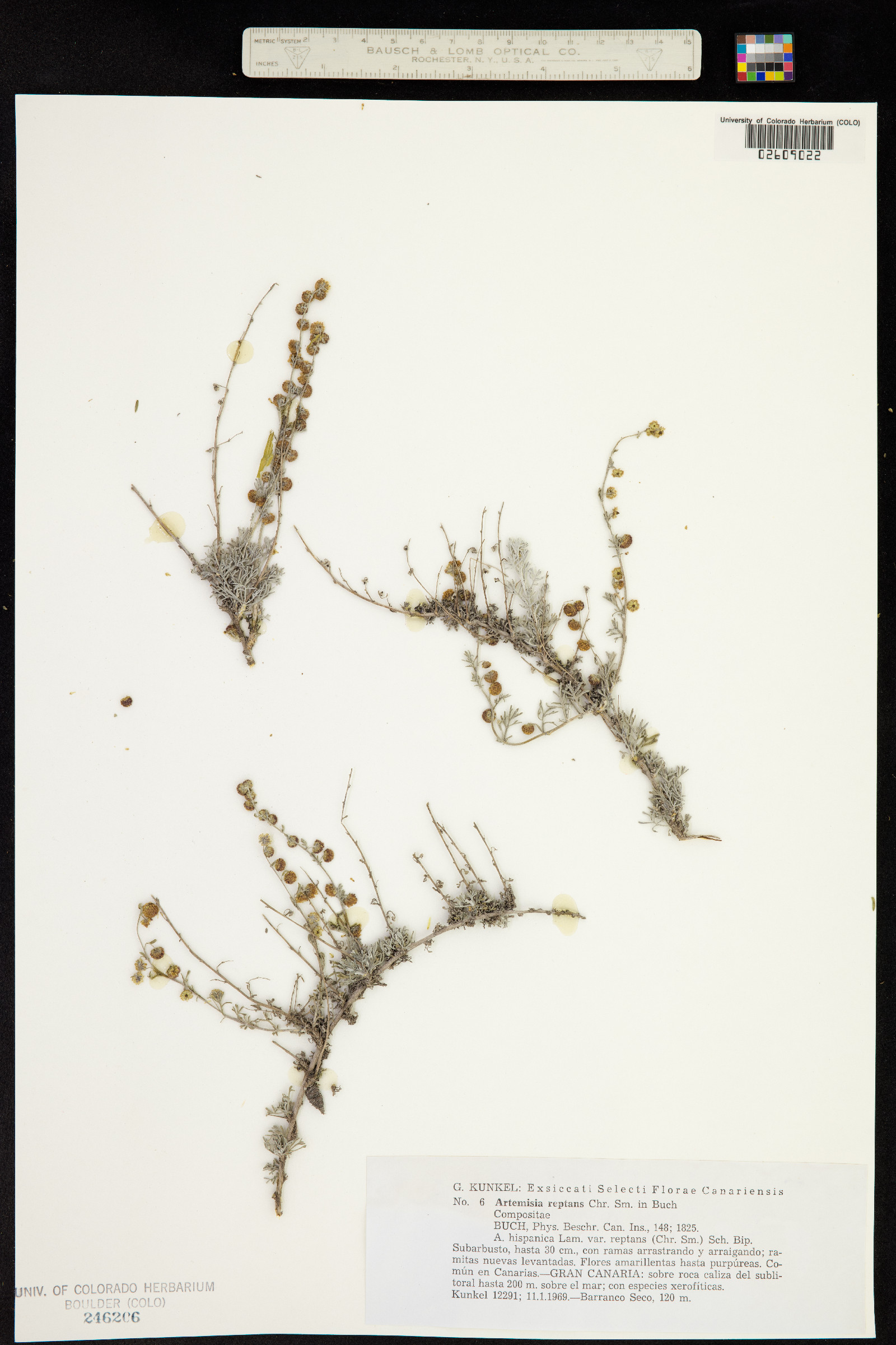 Artemisia reptans image