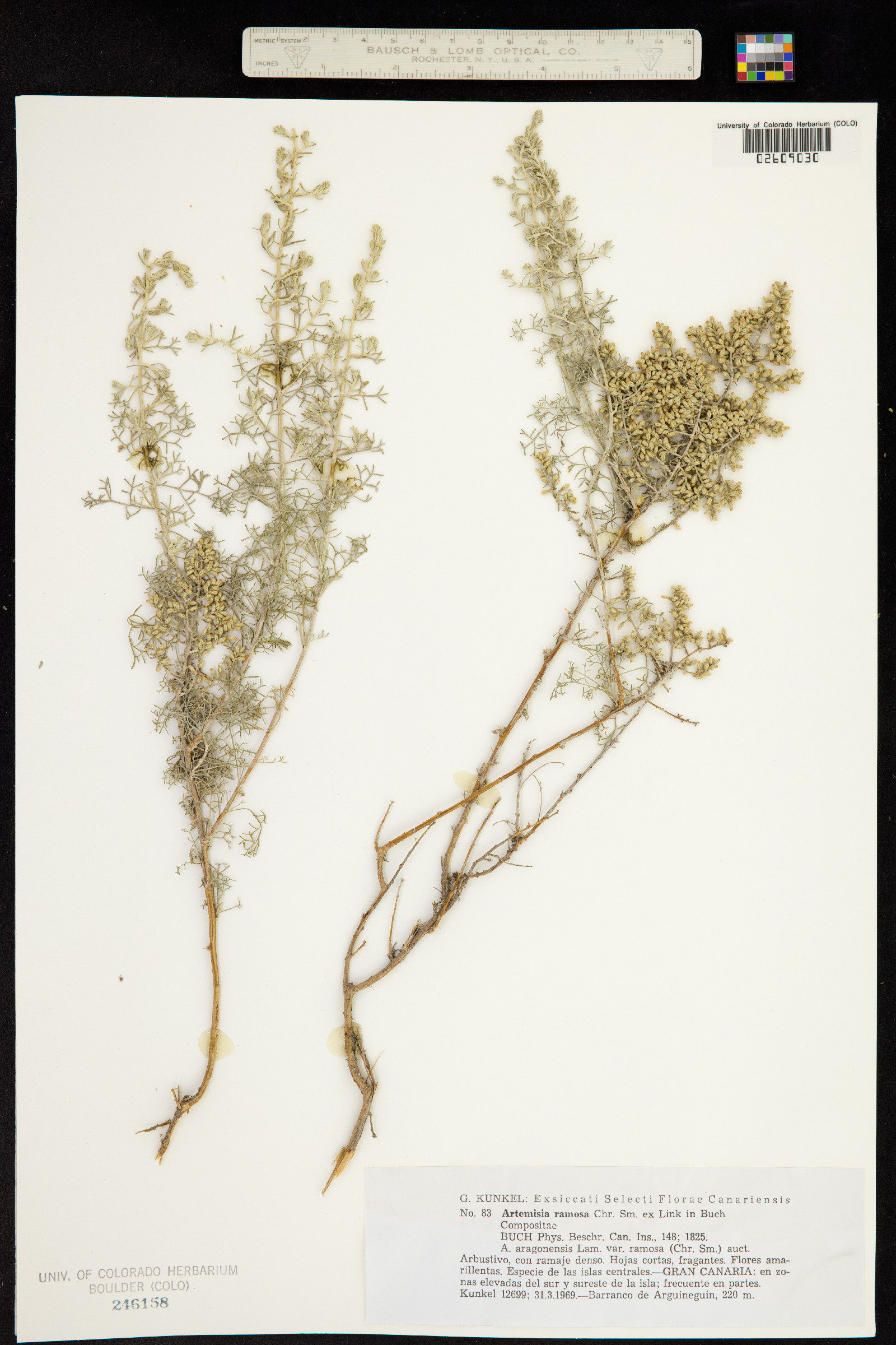 Artemisia ramosa image