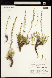 Artemisia pycnorhiza image