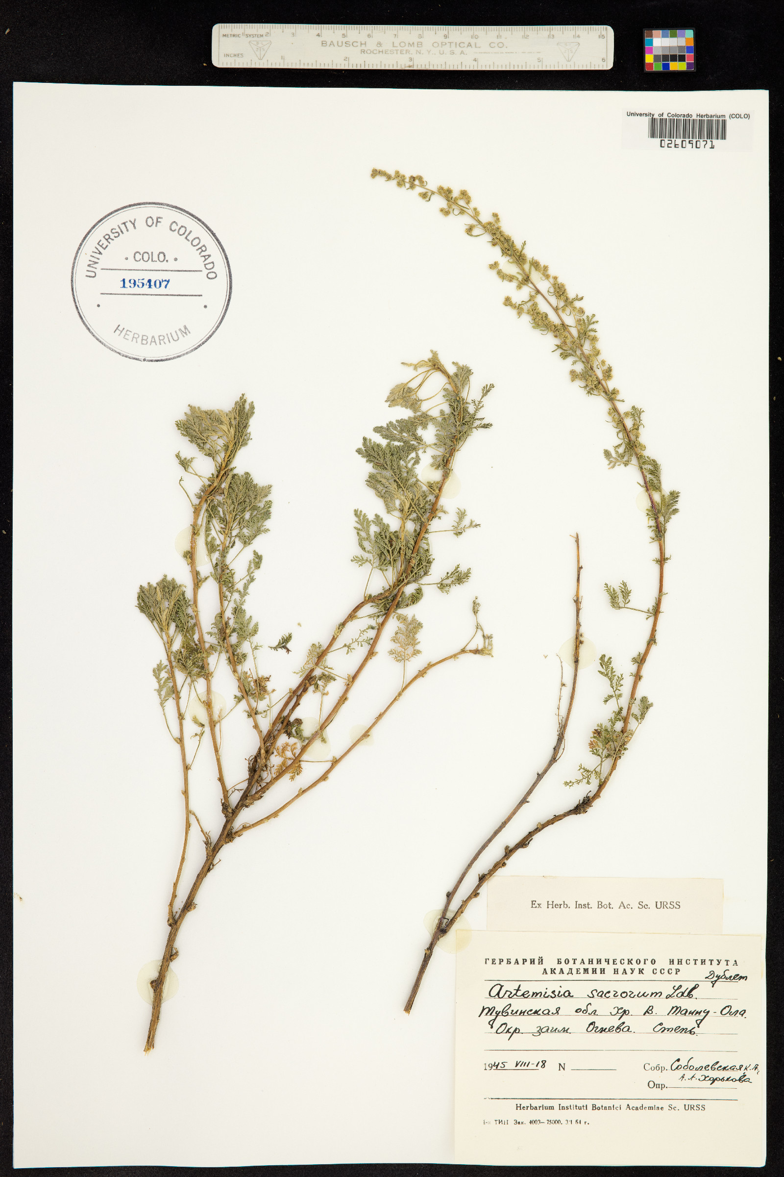 Artemisia gmelinii image