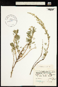 Artemisia gmelinii image