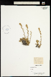 Artemisia genipi image