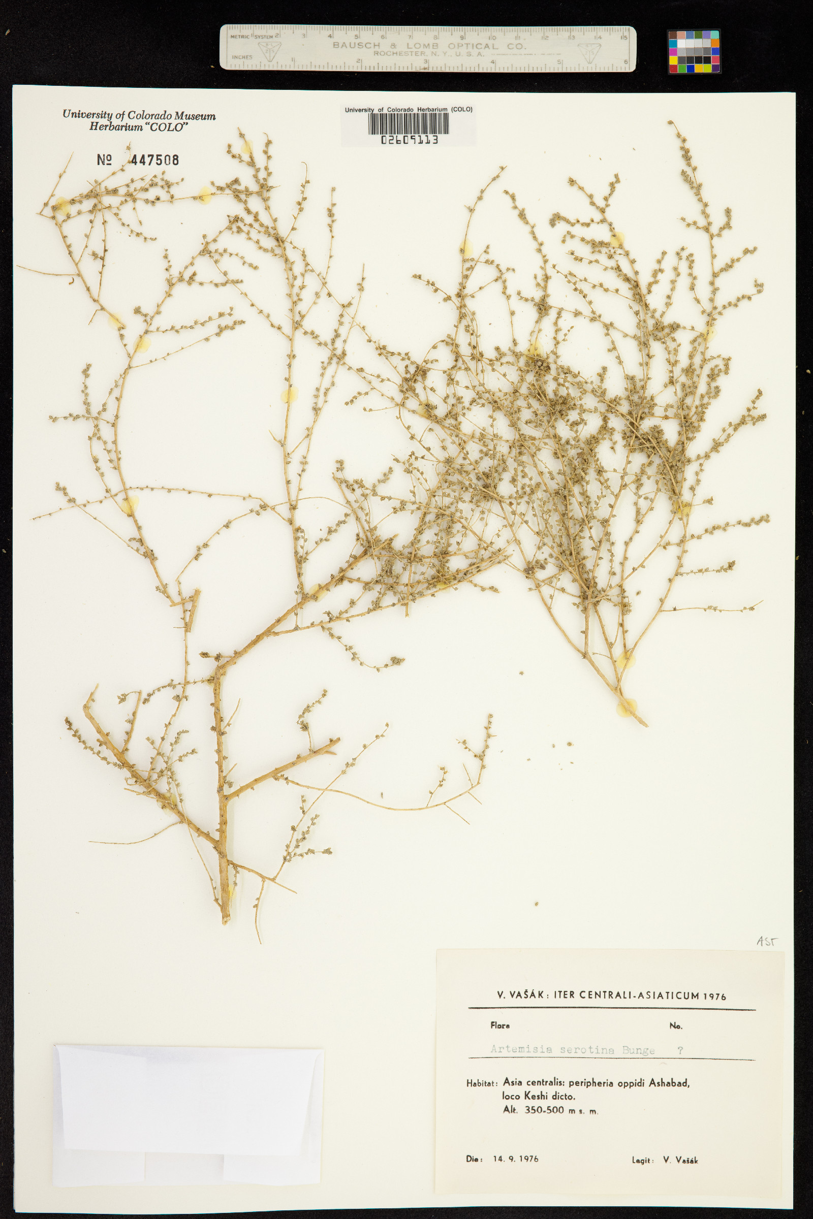 Artemisia serotina image