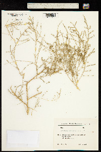 Artemisia serotina image