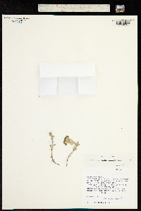 Artemisia indica image