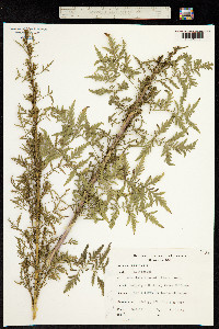 Artemisia tournefortiana image