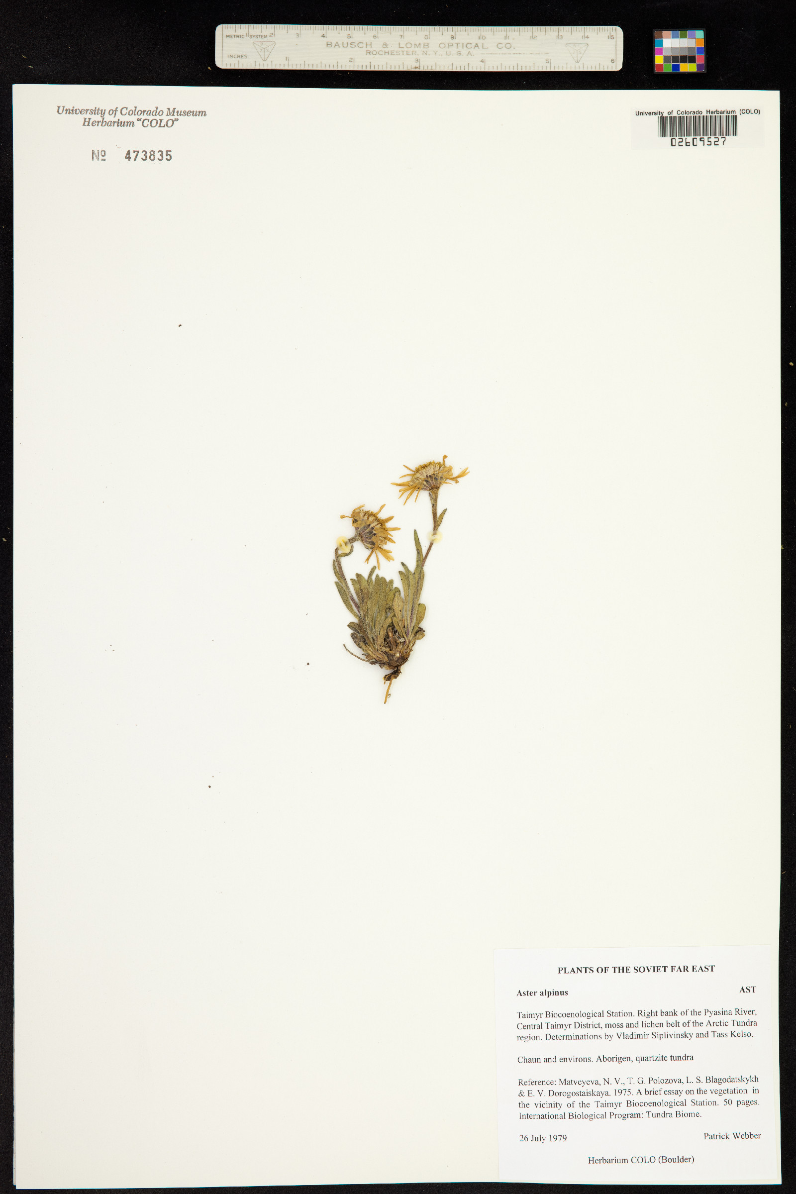 Aster alpinus image