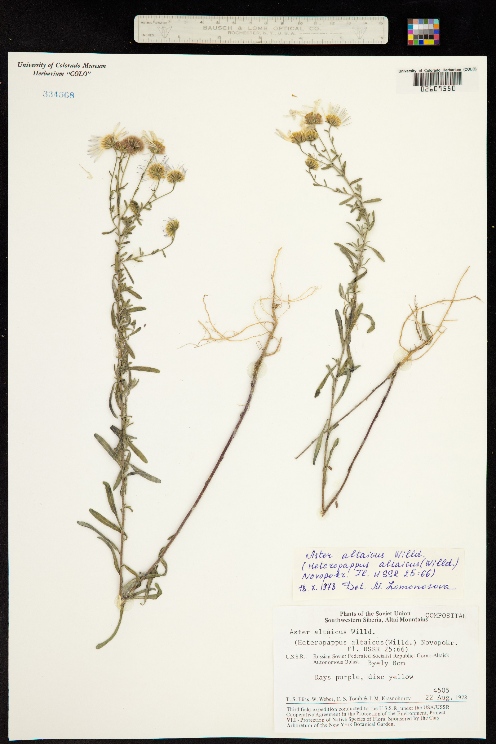 Aster altaicus image