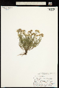 Image of Aster altaicus
