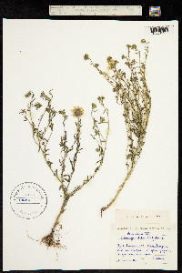 Aster altaicus image