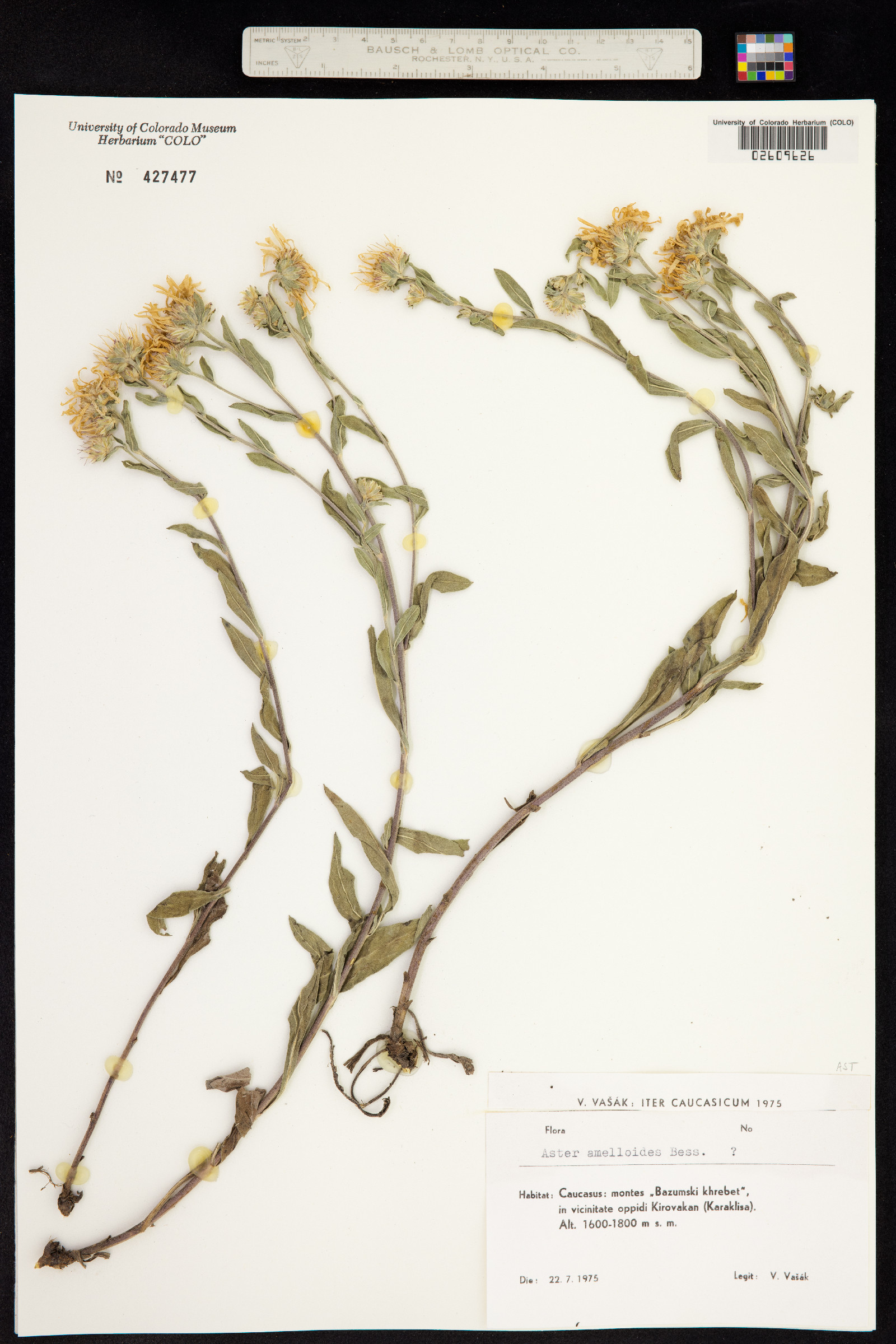 Aster amelloides image
