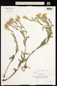 Aster amelloides image