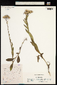 Image of Aster amellus