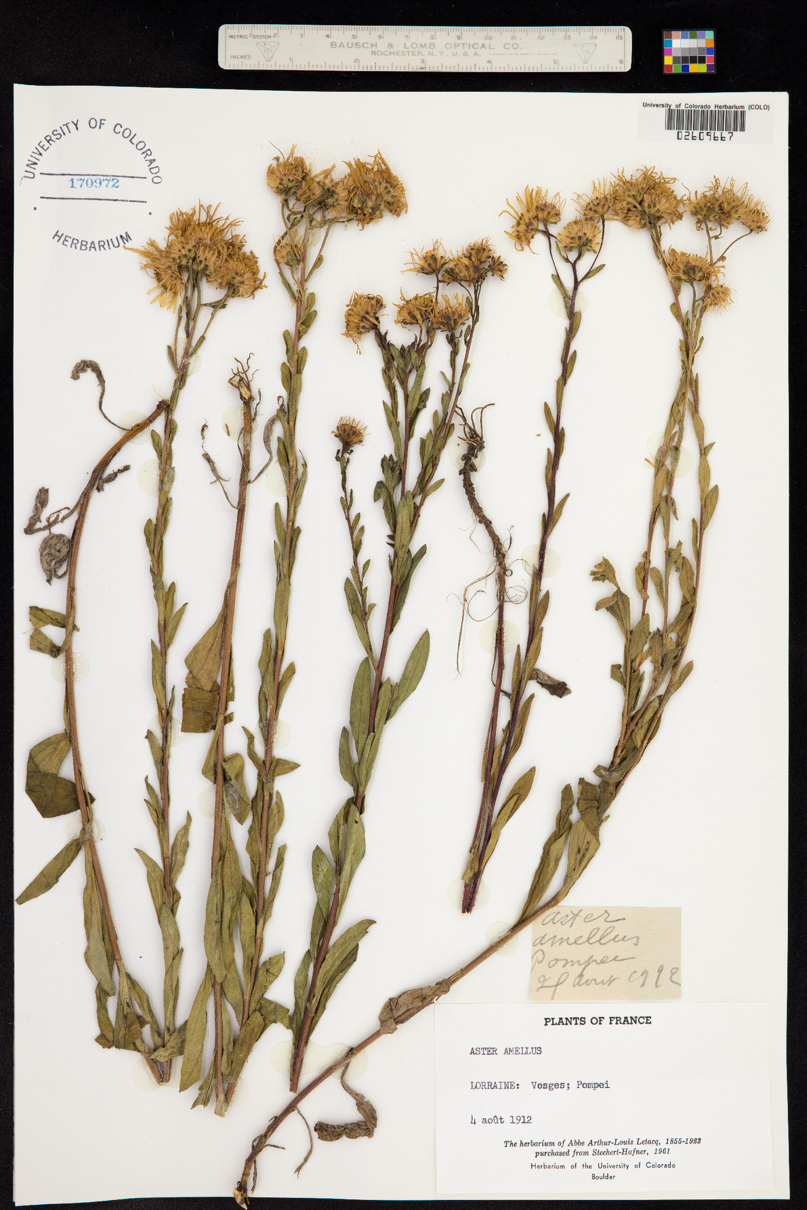 Aster amellus image