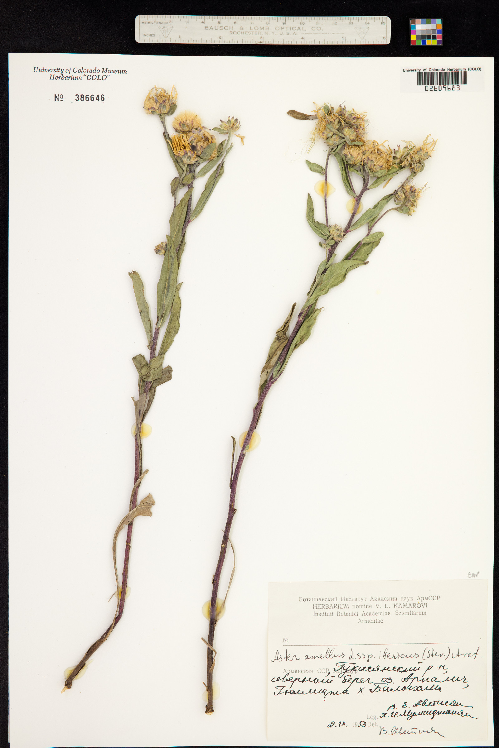 Aster amellus image