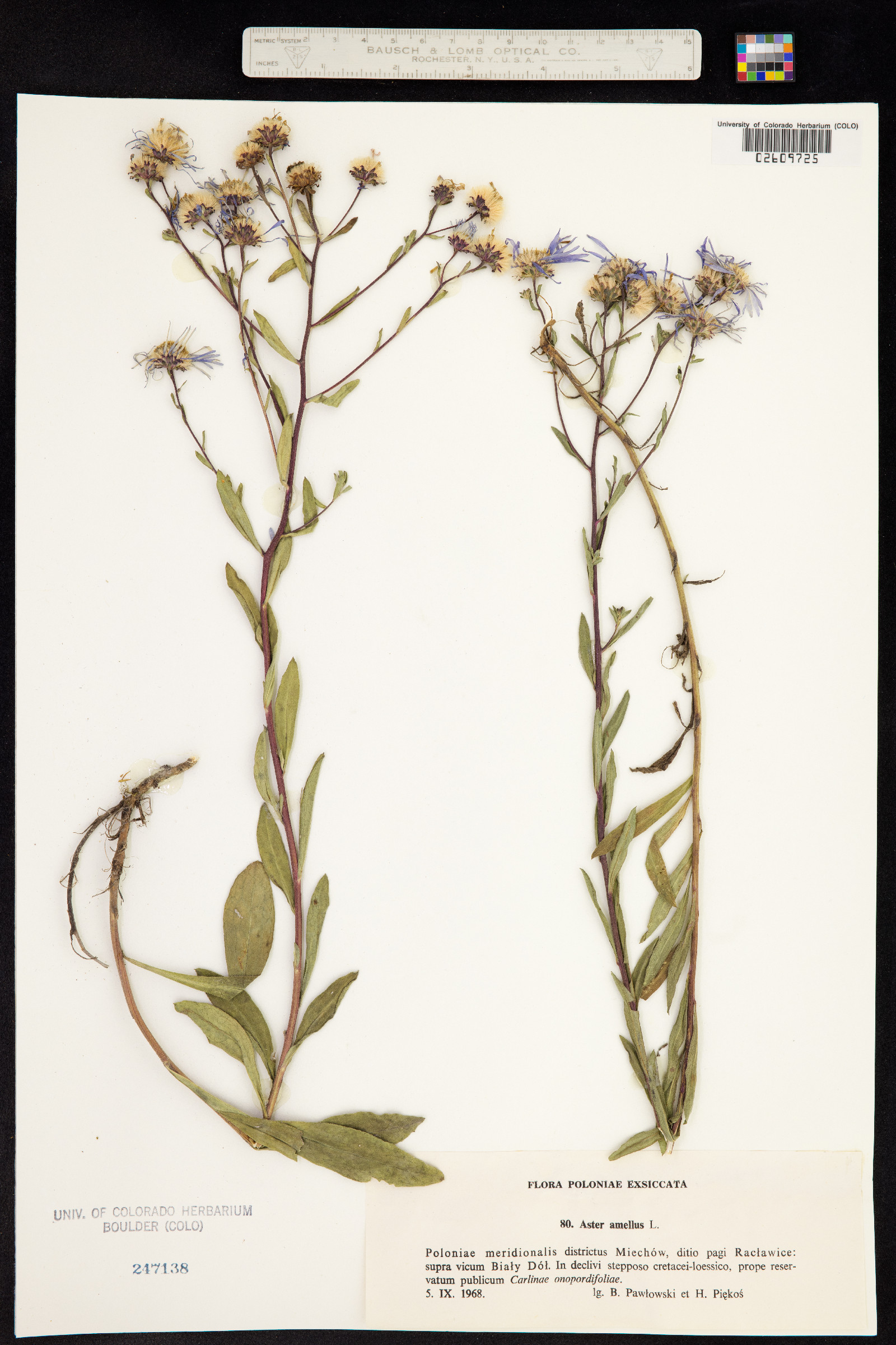 Aster amellus image