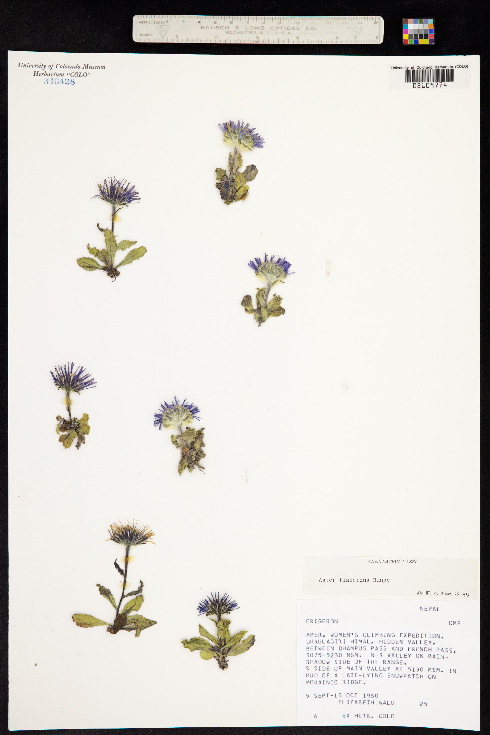 Aster flaccidus image