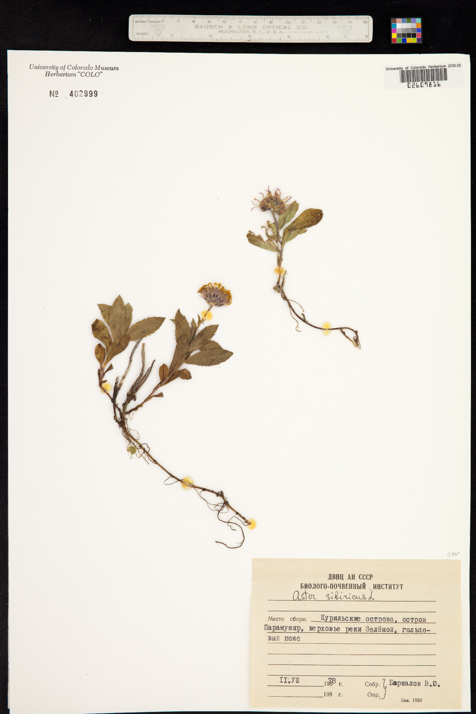 Aster sibiricus image