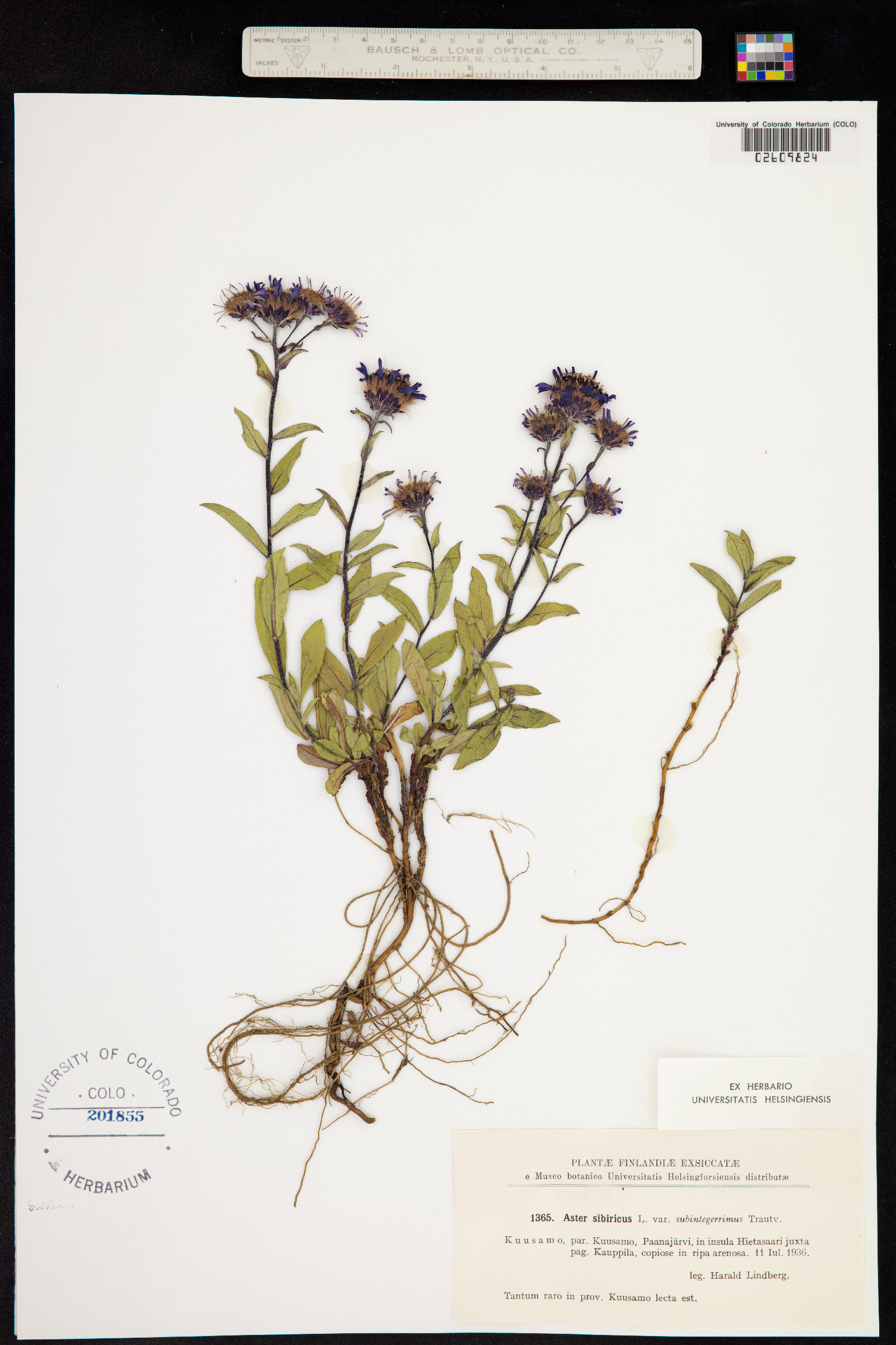 Aster sibiricus image
