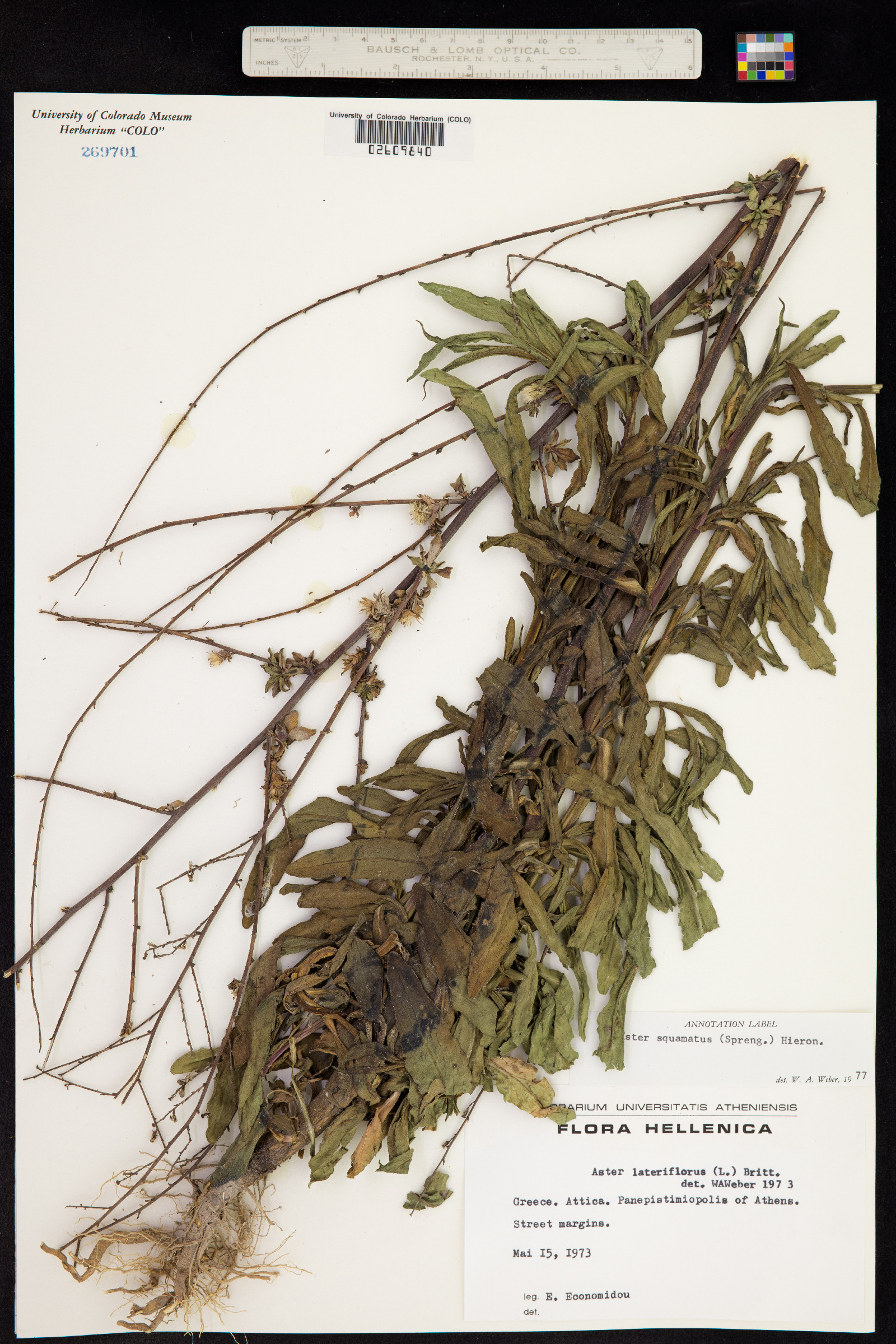 Aster squamatus image