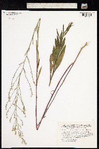 Symphyotrichum subulatum var. squamatum image