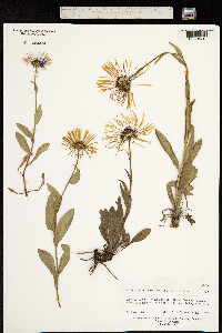 Aster diplostephioides image
