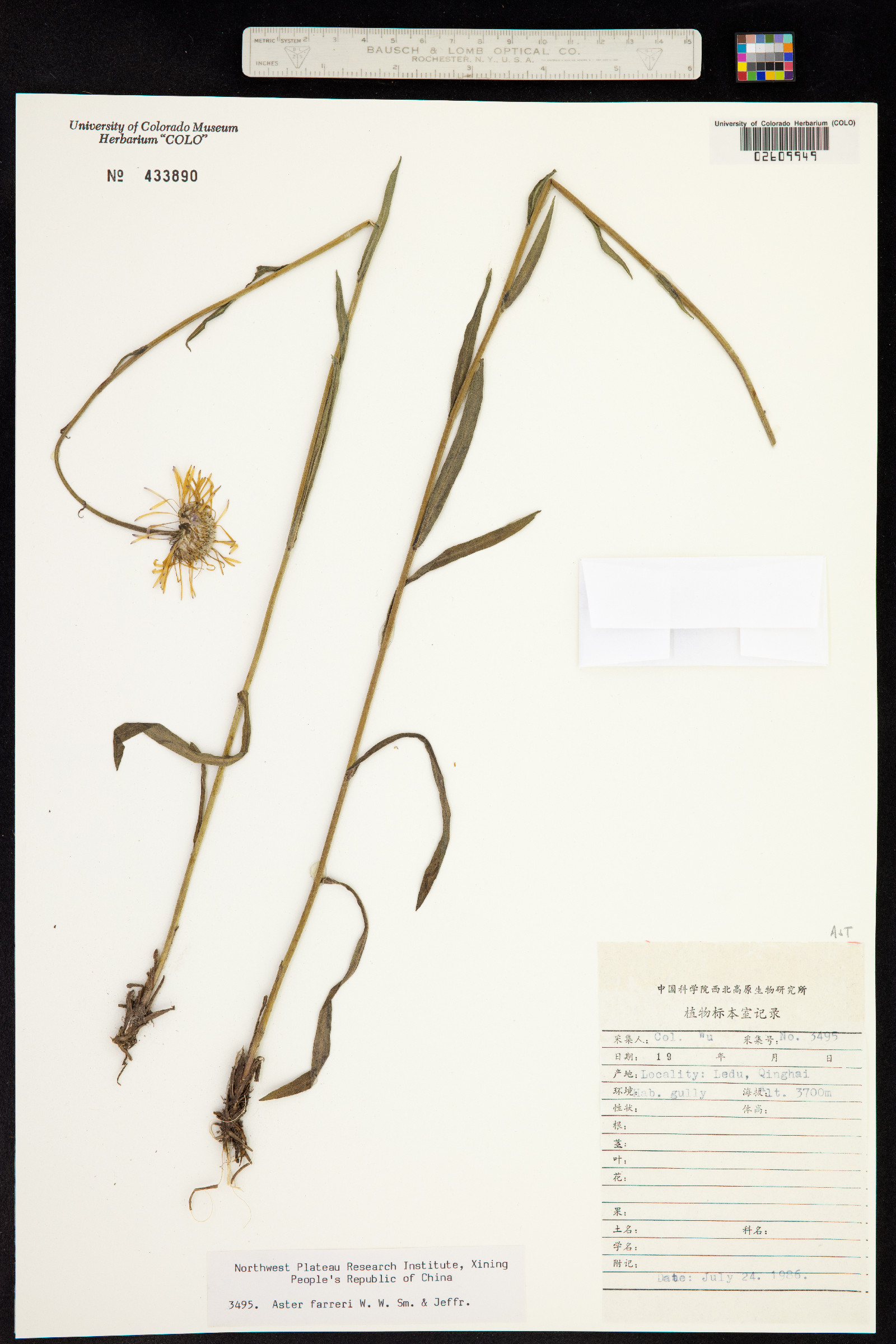 Aster farreri image