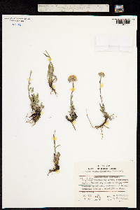 Aster alpinus var. serpentimontanus image