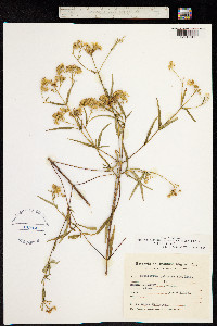 Image of Austroeupatorium rosmarinaceum