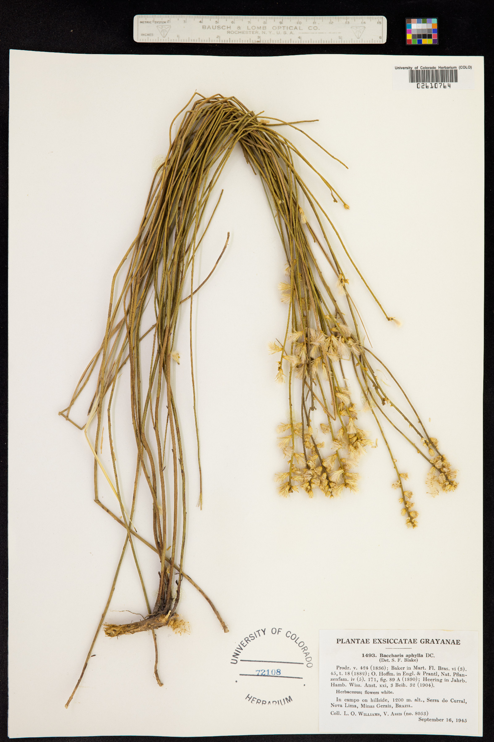 Baccharis aphylla image