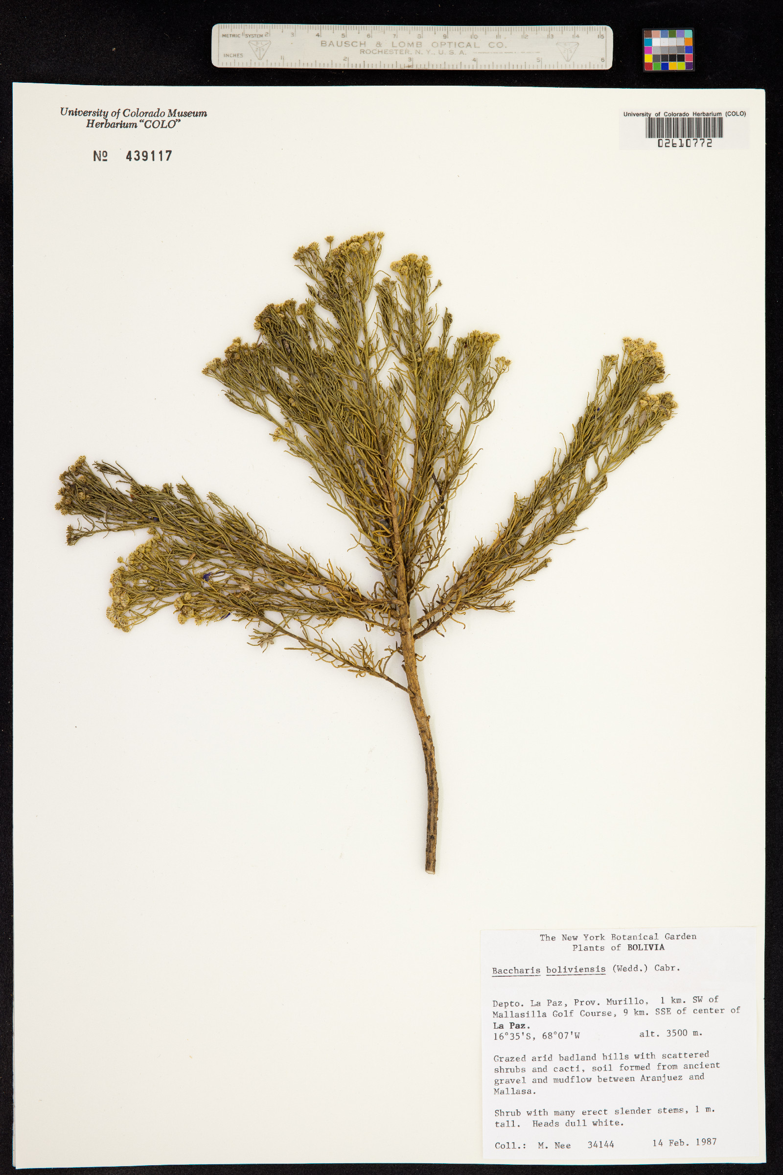 Baccharis boliviensis image