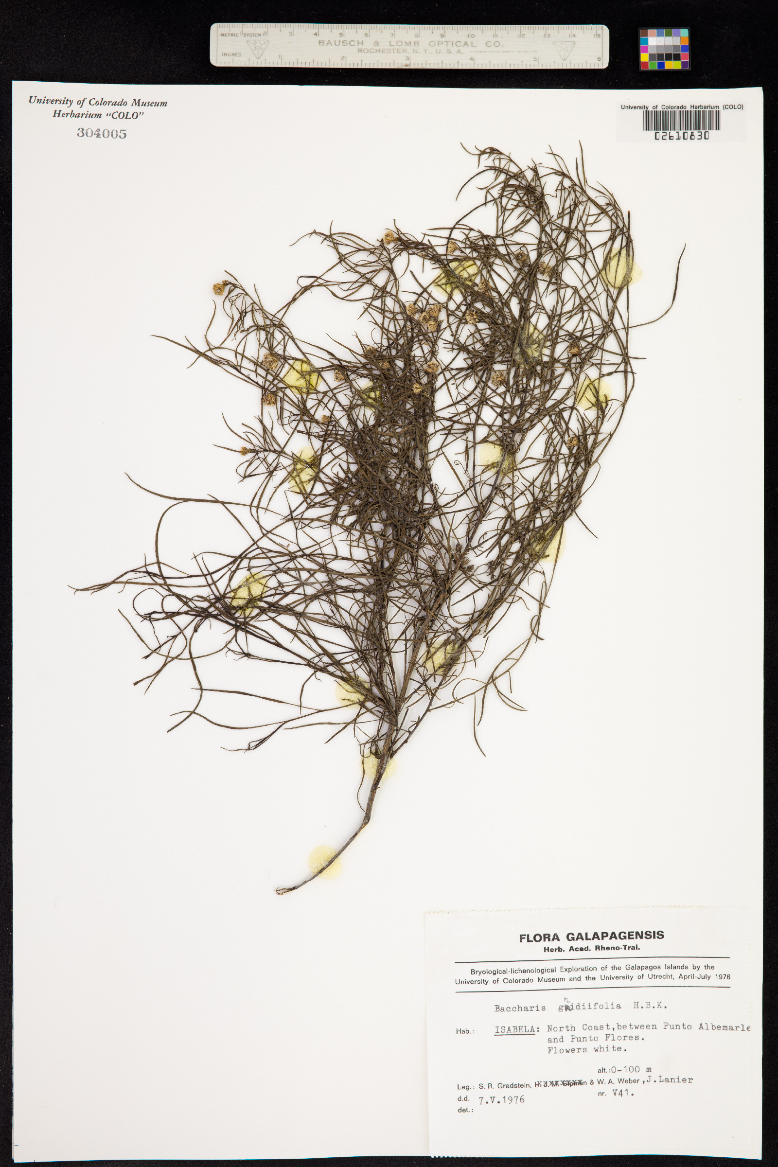 Baccharis gnidiifolia image